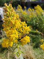 Megacyllene robiniae