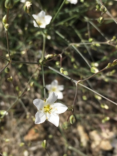 Image of Eremogone ferrisiae by (c) Matt Berger, some rights reserved (CC BY)