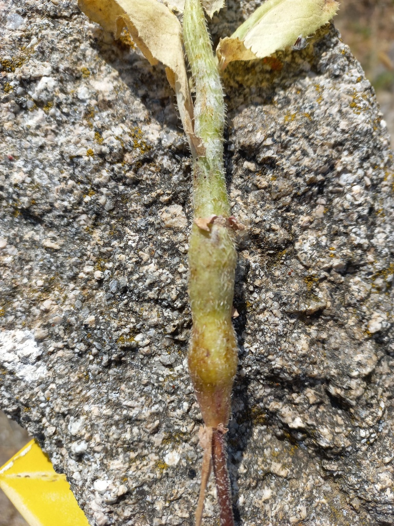 Timaspis urospermi