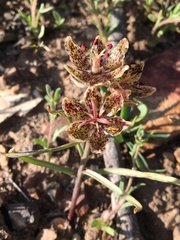 Fritillaria pinetorum