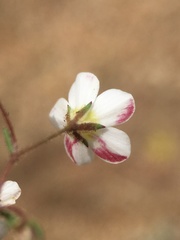 Linanthus inyoensis