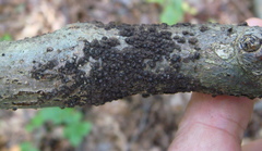 Rosellinia corticium