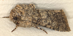 Sympistis perscripta