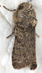 Sympistis perscripta