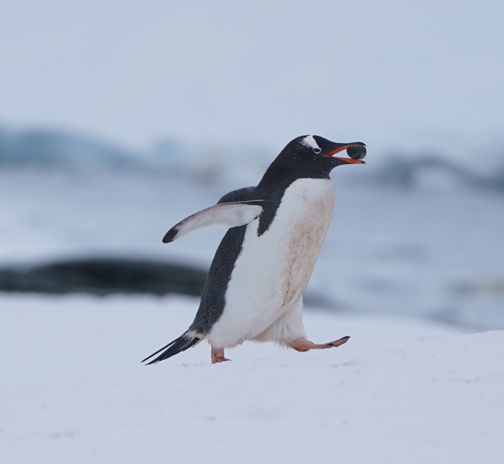 Gentoo penguin walking across snow with one flipper held out