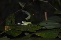 Panacanthus cuspidatus
