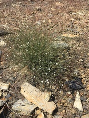 Eremogone ferrisiae
