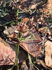 Fritillaria pinetorum
