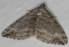 Perizoma custodiata