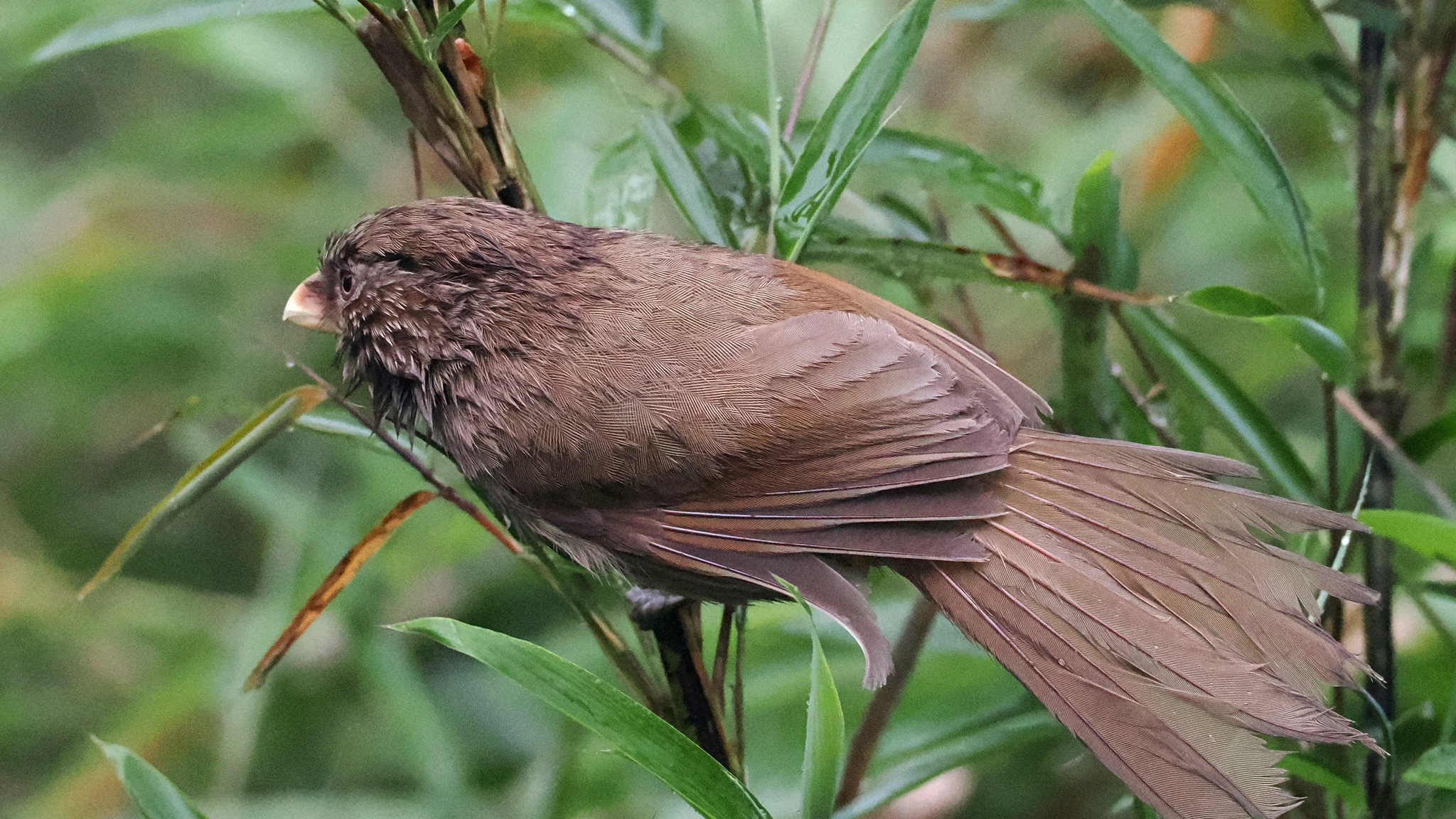 Brown Parrotbill