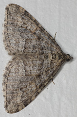 Perizoma custodiata