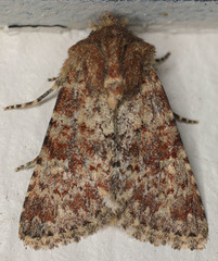 Pseudobryomima fallax