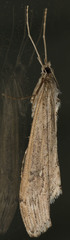 Evergestis angustalis