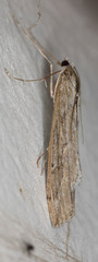 Evergestis angustalis