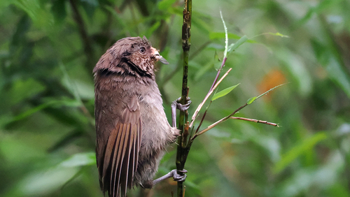 Brown Parrotbill (Paradoxornis unicolor), photo 8