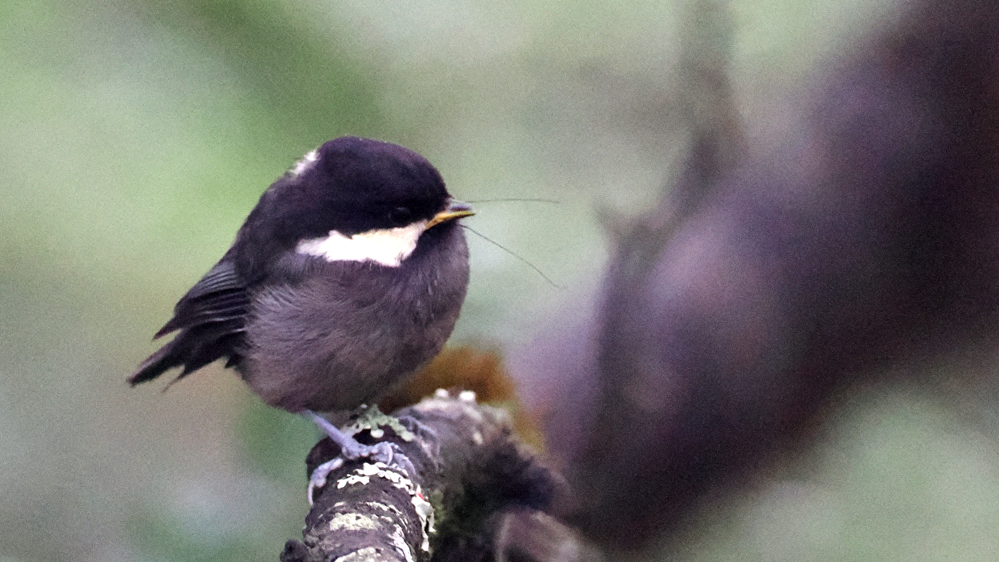 Coal Tit