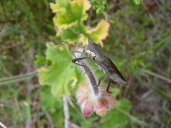Elasmopoda valga