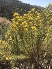 Senecio flaccidus monoensis