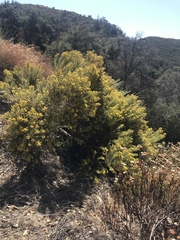 Senecio flaccidus monoensis