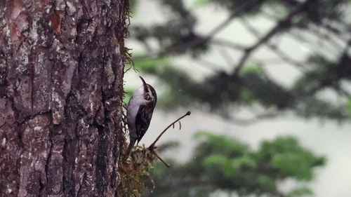 Hodgson's Treecreeper (Certhia hodgsoni), photo 4