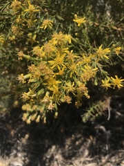 Senecio flaccidus monoensis