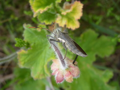 Elasmopoda valga