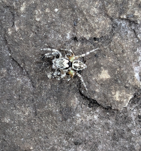 Habronattus sabulosus photo 5