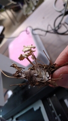 Resinomycena rhododendri