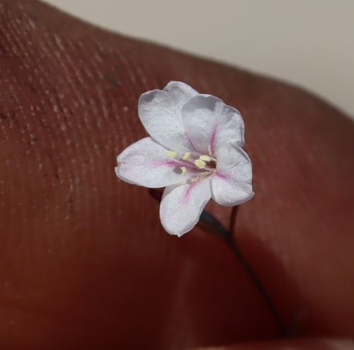 Liliform Sea-Lavendar (Limonium anthericoides)