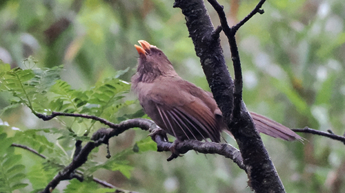 Great Parrotbill (Paradoxornis aemodius), photo 6