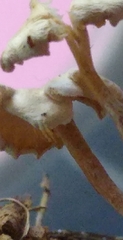 Resinomycena rhododendri