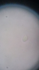 Resinomycena rhododendri
