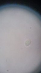 Resinomycena rhododendri