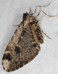 Stamnodes albiapicata