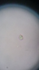 Resinomycena rhododendri