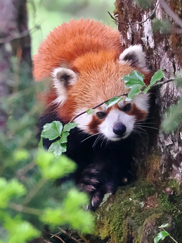 Chinese Red Panda (Ailurus fulgens styani)