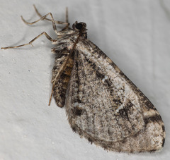 Stamnodes albiapicata