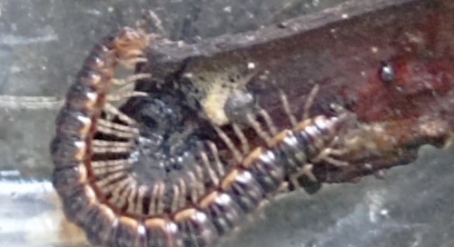Greenhouse Millipede