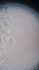Resinomycena rhododendri