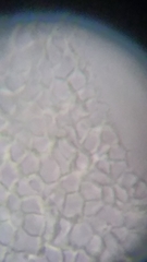 Resinomycena rhododendri