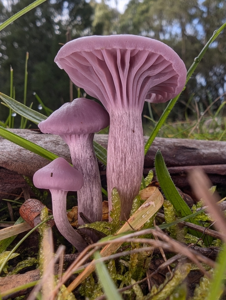 Hygrocybe reesiae