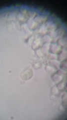Resinomycena rhododendri