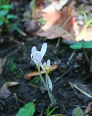 Colchicum umbrosum