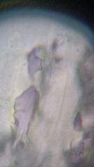 Resinomycena rhododendri