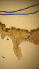 Resinomycena rhododendri