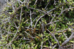 Korthalsella clavata