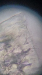 Resinomycena rhododendri