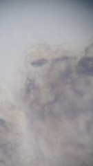 Resinomycena rhododendri