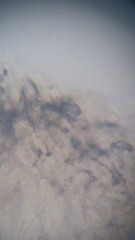 Resinomycena rhododendri