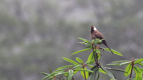 White-collared Yuhina (Parayuhina diademata), photo 7